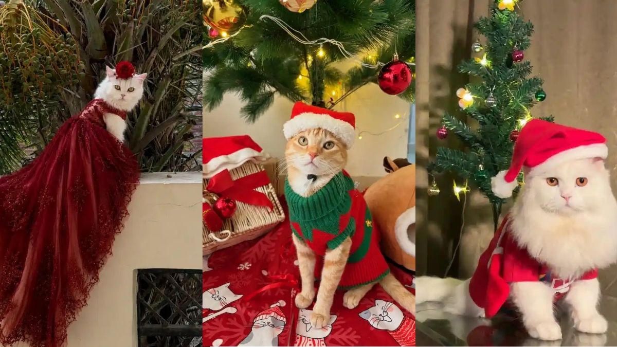 20 Cat Christmas Costume Ideas Your Cat Won't Murder You For