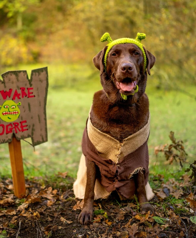 3. Ogre-Inspired Burlap Costume with βBeware Ogreβ Yard Sign on a Chocolate Labrador