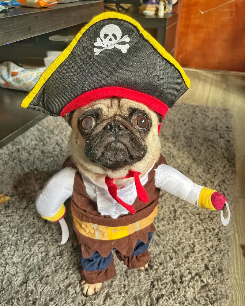 3. Pirate Captain Costume with Skull Hat on a Small Pug