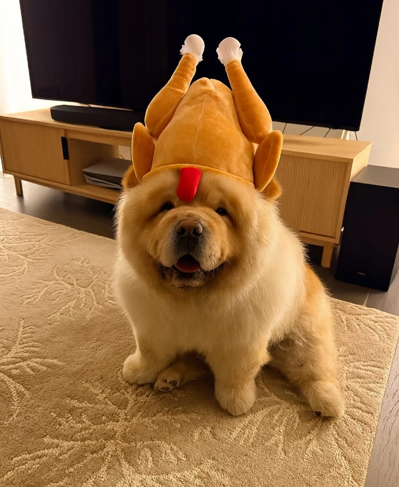 3. Plush Roast Turkey Hat with Cozy Indoor Lounge Look on Chow Chow