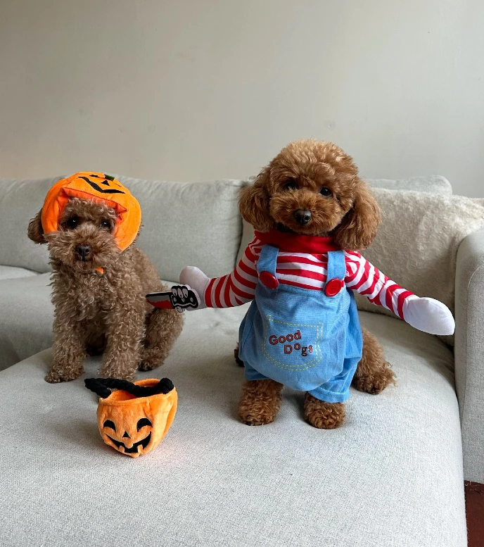4. Pumpkin Hood Costume on Toy Poodle Beside Striped βChucky-Styleβ Overalls on Small Poodle