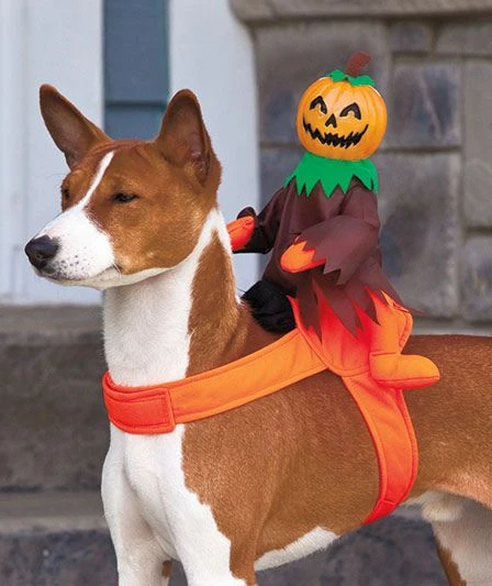 4. Pumpkin Rider Harness with Fiery Autumn Details