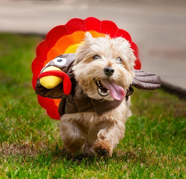 4. Walking Turkey Costume with Rainbow Feather Hood on Fluffy Small Dog Outdoors