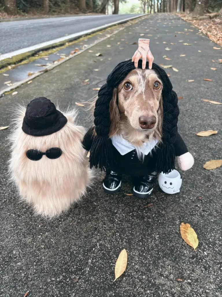 4. Wednesday Style Hood with Handmade Head Prop and Ghostly Companion Dog 