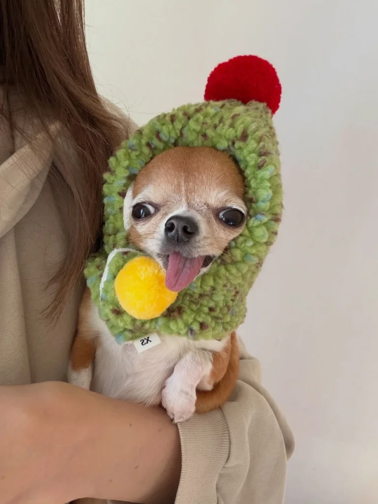 5. Knitted Green Holiday Hood Chihuahua with Red Pom Held in Arms