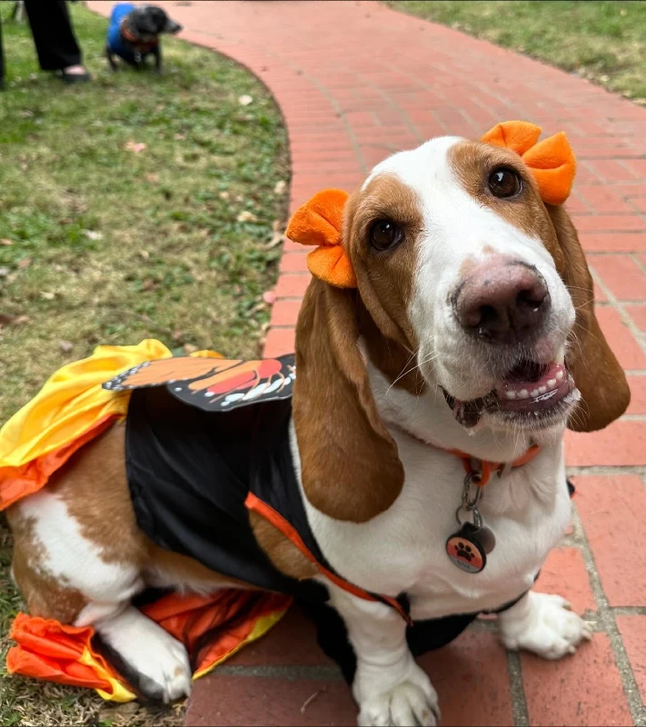 5. Orange Bow Ear Accent Costume with Black Thanksgiving Cape