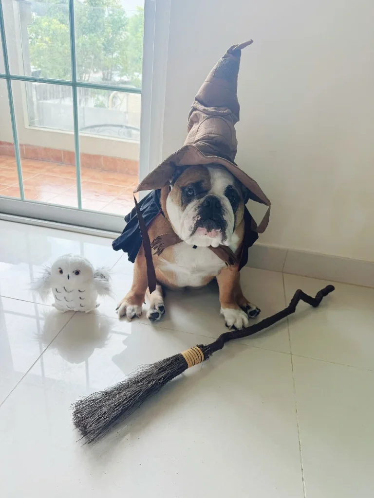 5. Witch Hat Costume with Broom Prop on an English Bulldog Beside Halloween Owl Plush
