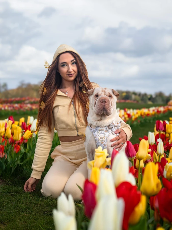 6. Cream Cropped Sweatsuit and Floral Bow Harness on a Wrinkly Shar-Pei
