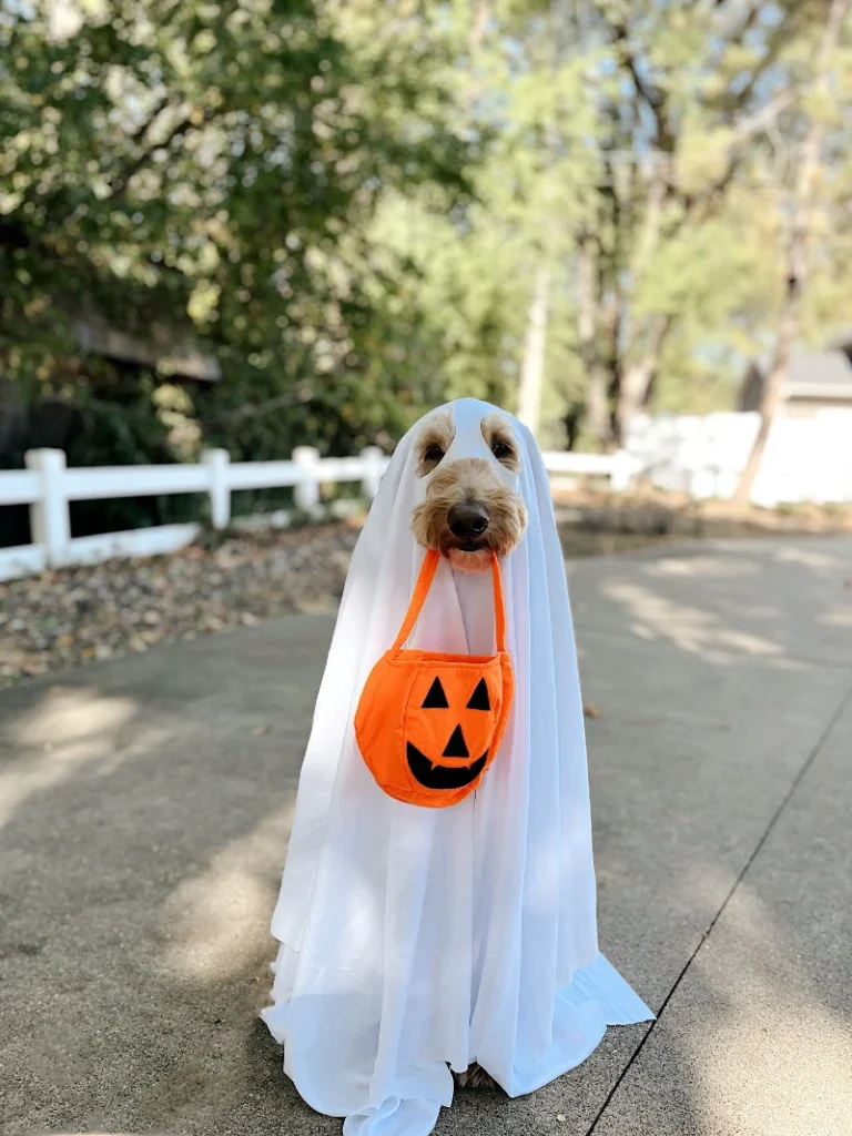 6. Ghost Sheet Costume with Pumpkin Bag on a Goldendoodle Outdoors