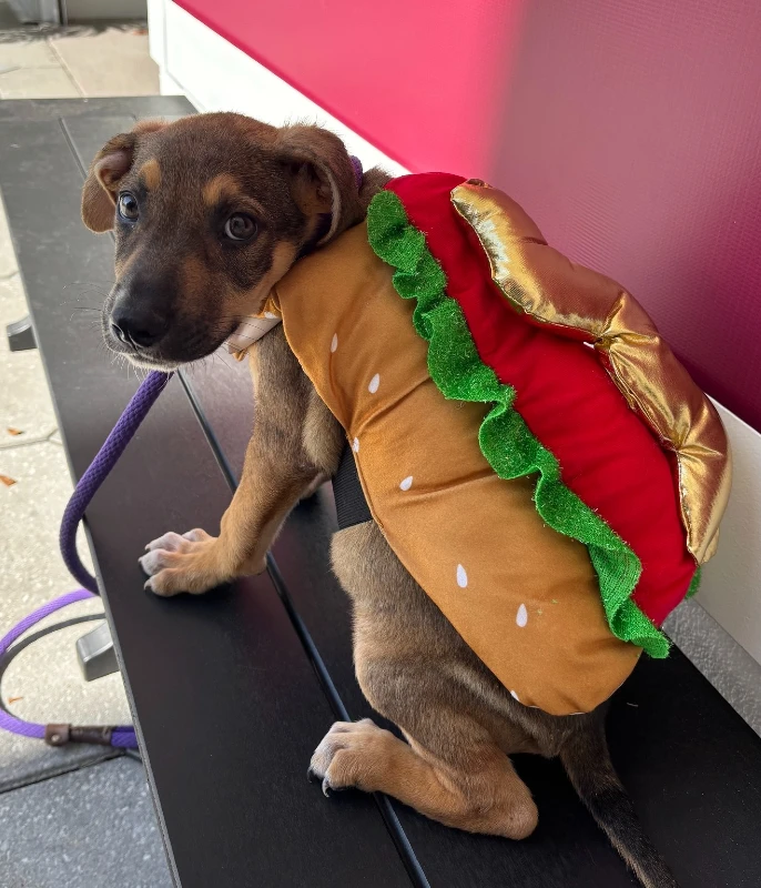 6. Hot Dog Bun Costume on Small Puppy Sitting on Outdoor Bench