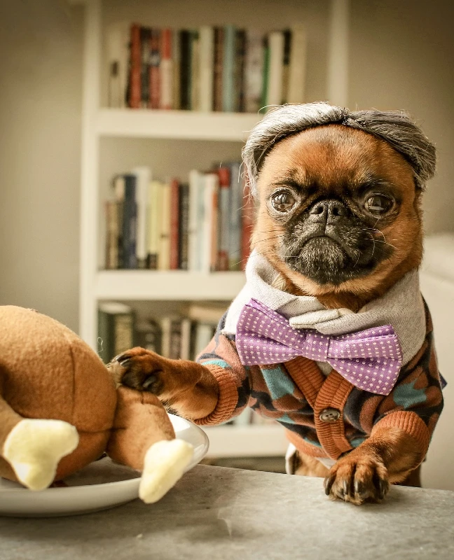 6. Purple Polka Dot Bow Tie Sweater with Cardigan on Pug Indoors