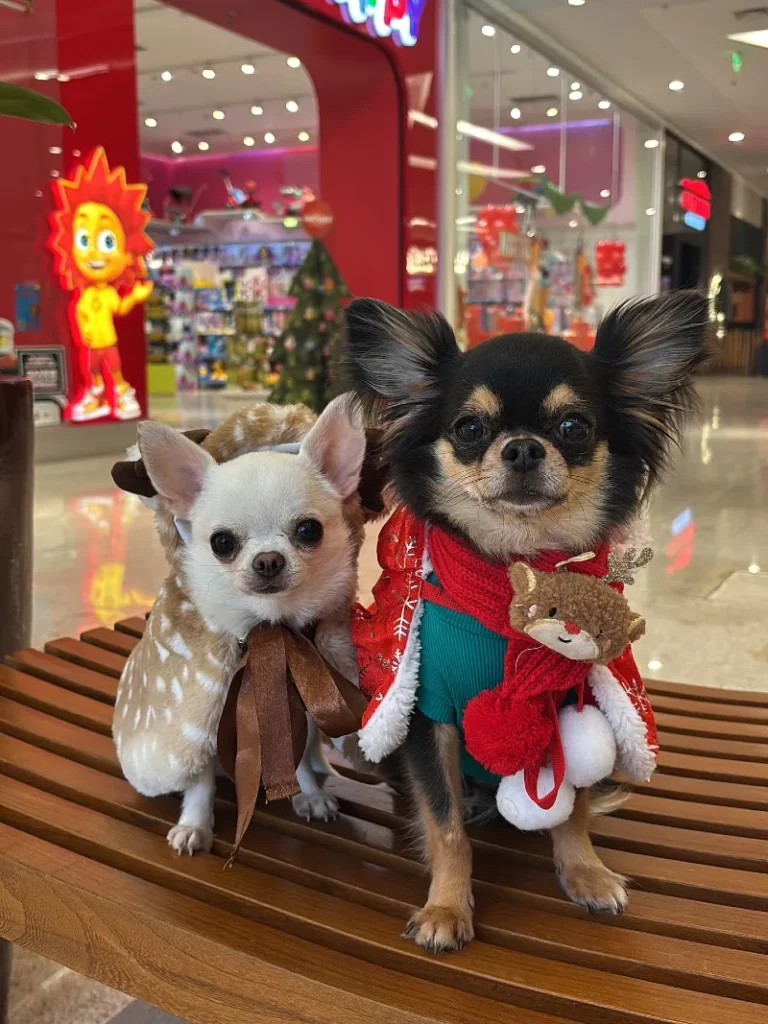 6. Two Chihuahua Christmas Duo in Holiday Costumes on Wooden Bench Inside Mall