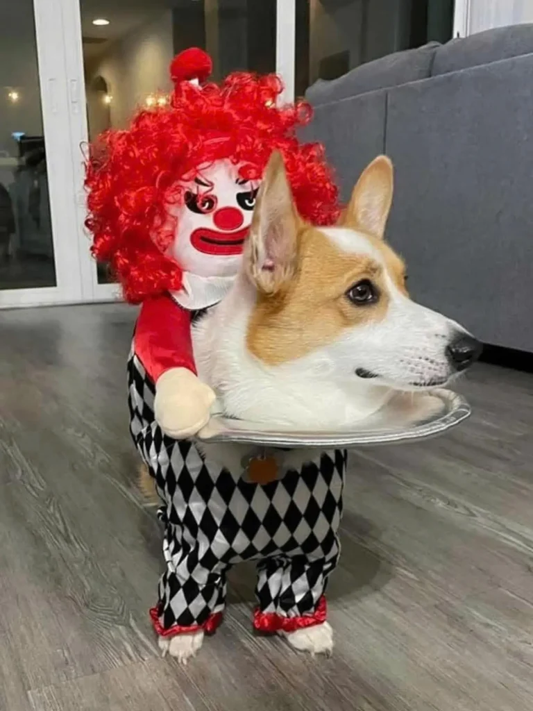 7. Mischievous Clown Rider on a Corgi Costume