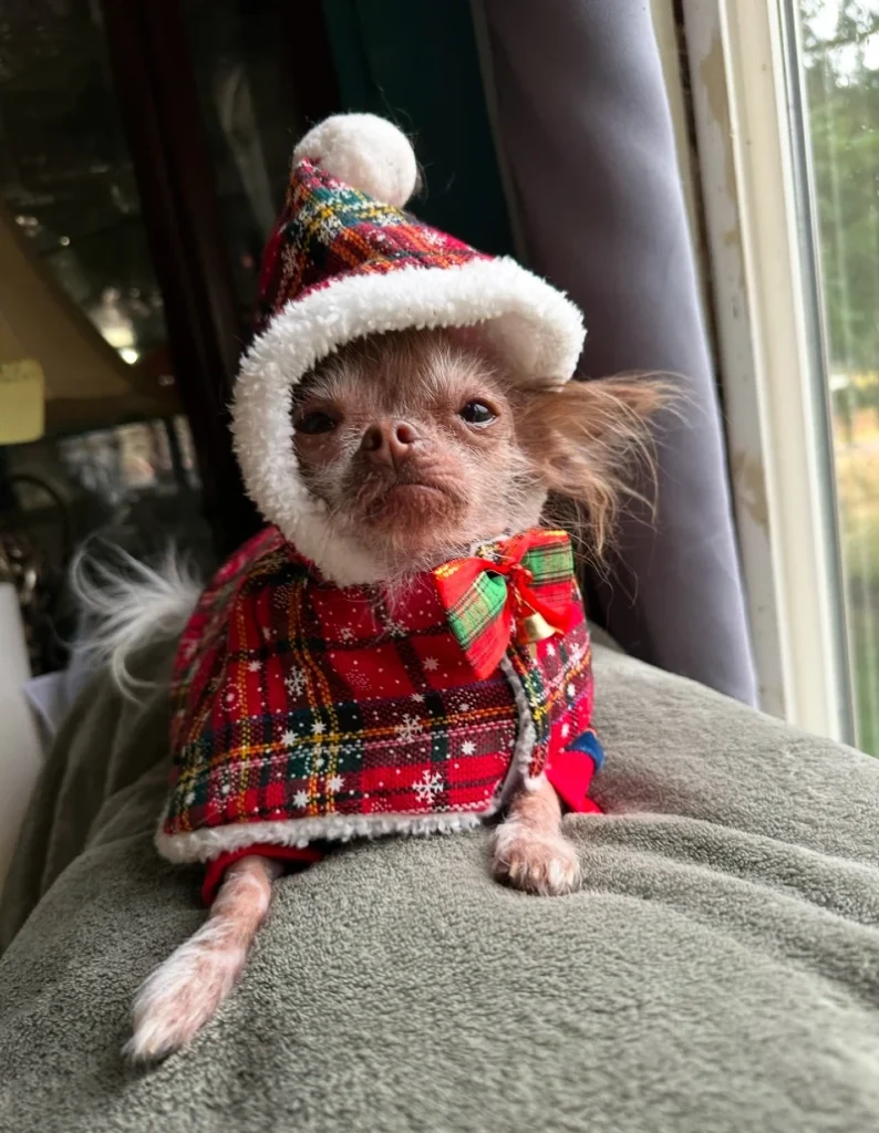 7. Plaid Christmas Hooded Coat Chihuahua Relaxing on Window Cushion in Soft Light