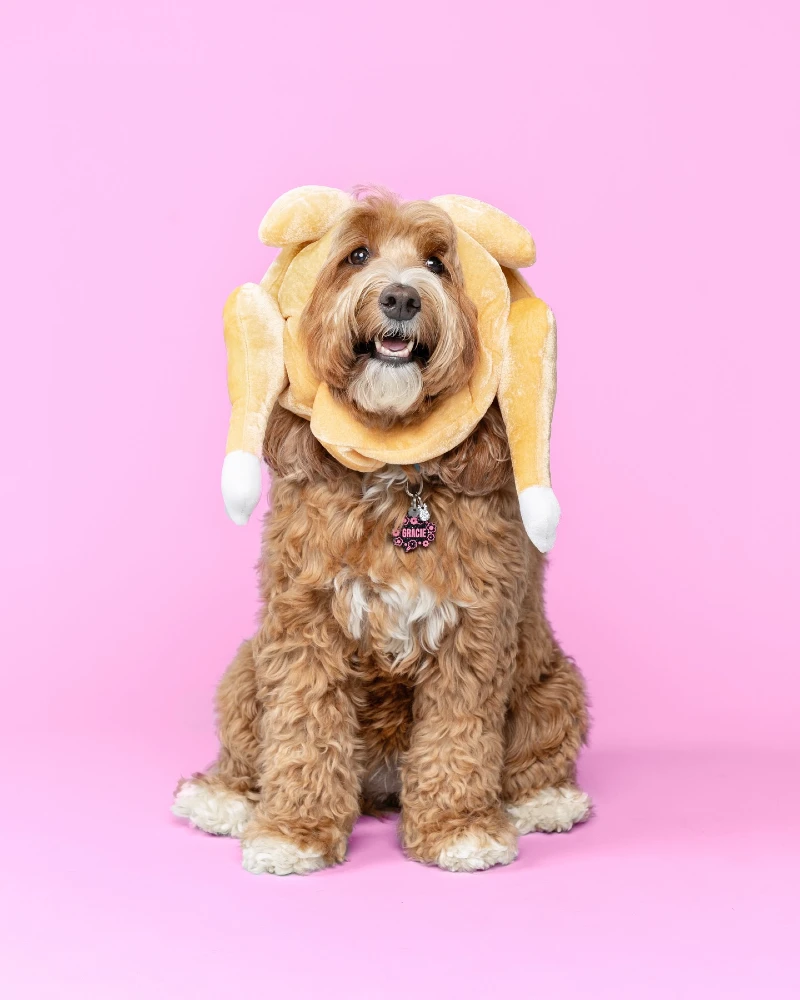 7. Plush Turkey Drumstick Hood with Hanging Legs on a Curly Gold Doodle