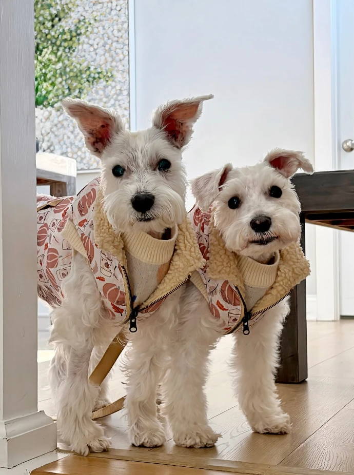 7. Pumpkin Print Sherpa Jackets on Twin White Schnauzers