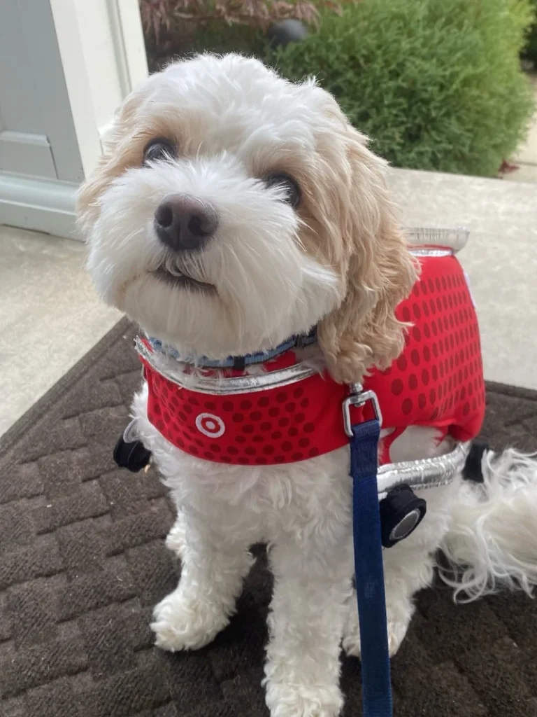 7. Red Polka Dot Space Suit Costume on a Small White-and-Tan Dog with Leash