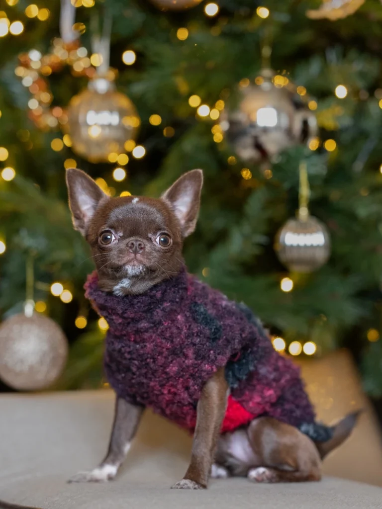 8. Chunky Knitted Burgundy and Purple Sweater Chihuahua Sitting by Christmas Tree Lights