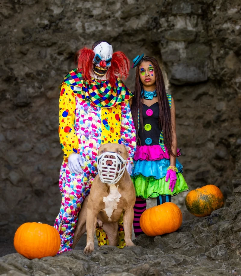 8. Colorful Harlequin Clown Duo with Muzzled Bulldog