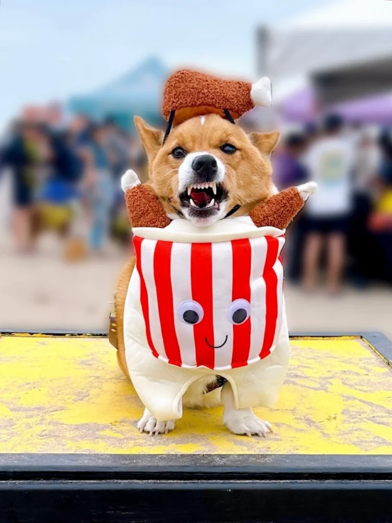 8. Popcorn Bucket Costume with Striped Box Outfit on a Small Dog at Outdoor Event