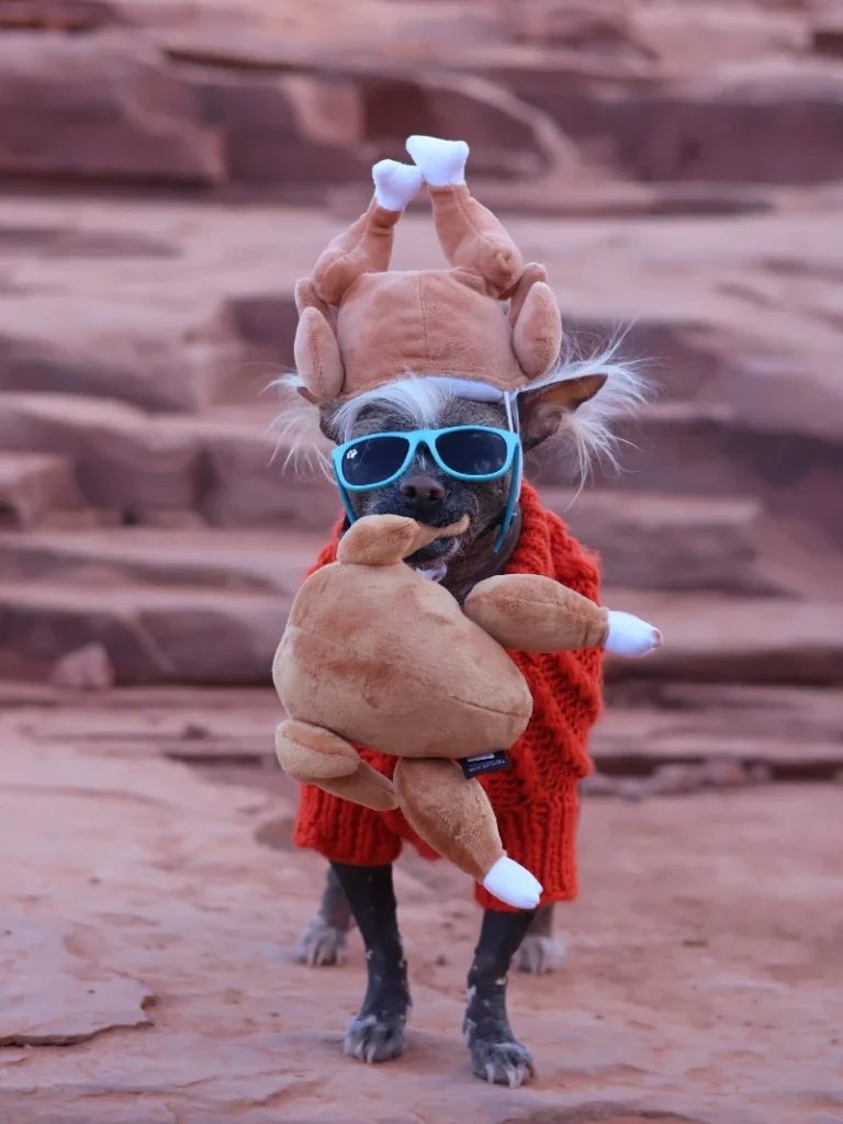 8. Sunglass Turkey Plush Carry Costume with Knit Sweater on a Fashion Dog
