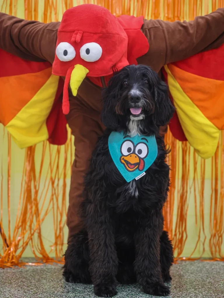 8. Turkey Headpiece with Wing Cape and Cartoon Bib on Black Dog Outdoors