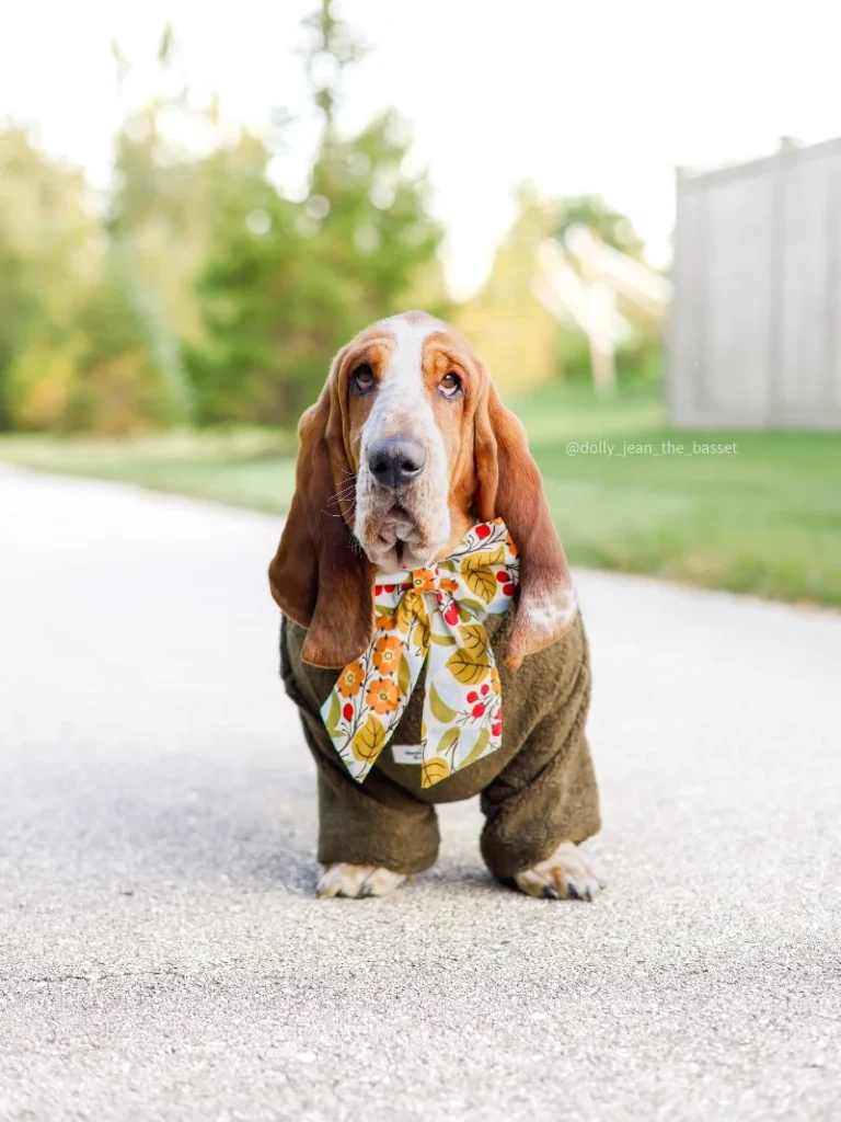 9. Autumn Floral Bow Tie Sweater Look on Basset Hound on Quiet Pathway