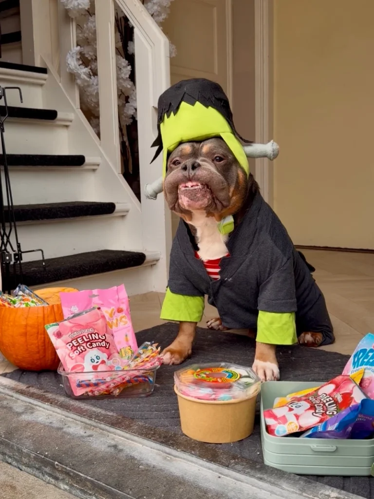 9. Frankenstein-inspired Green Monster Hood with Trick-or-Treat Props on a Bulldog