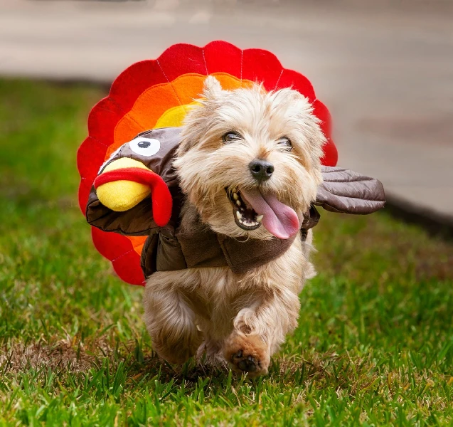 9. Running Turkey Cape Costume with Feather Fan Wings on a Small Fluffy Dog