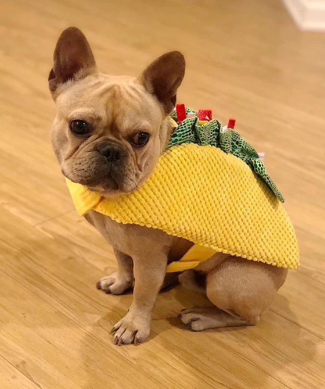 9. Taco Shell Costume with Lettuce and Salsa Details on a Small French Bulldog