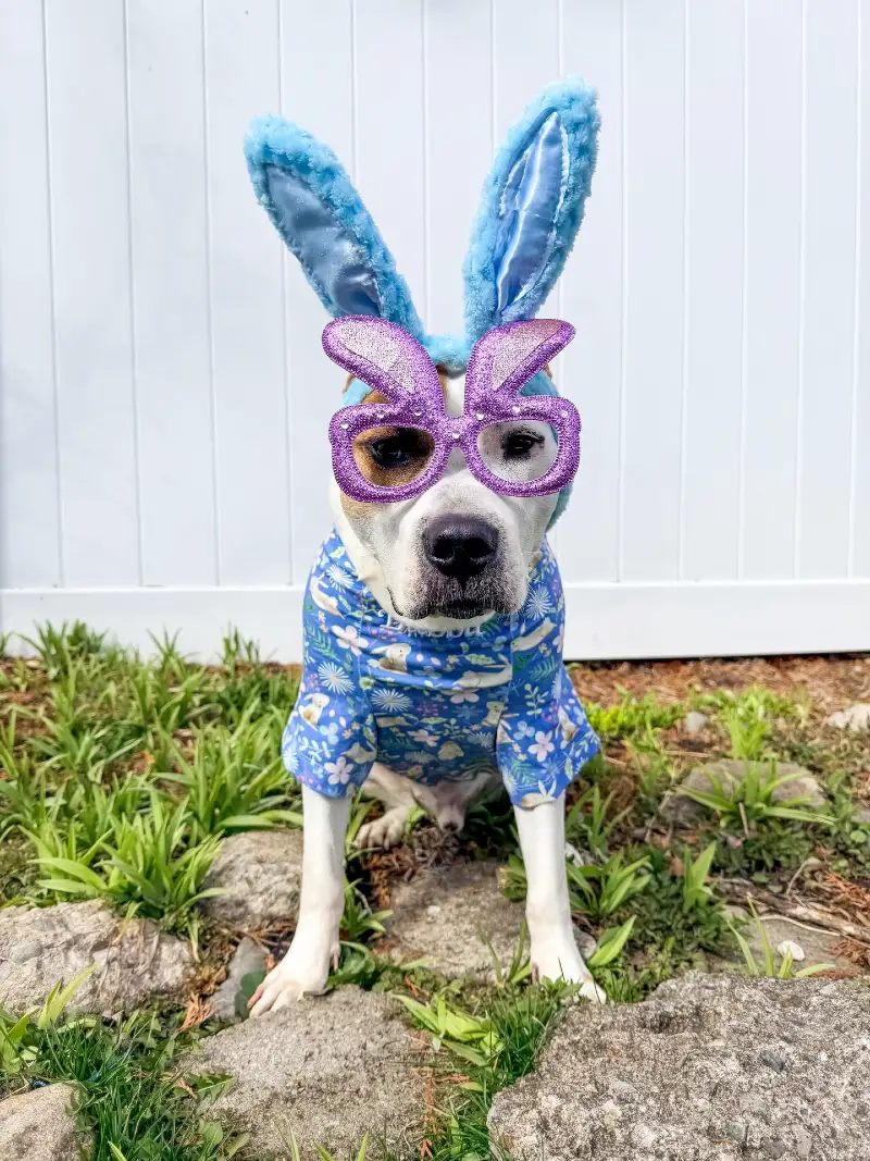 Blue Floral Shirt with Glittery Bunny Glasses on a Pit Bull Mix