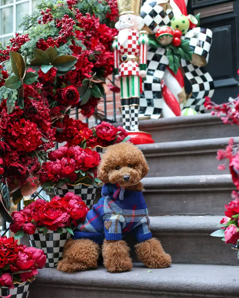 Blue Plaid Knit Sweater on Festive Checkerboard Steps