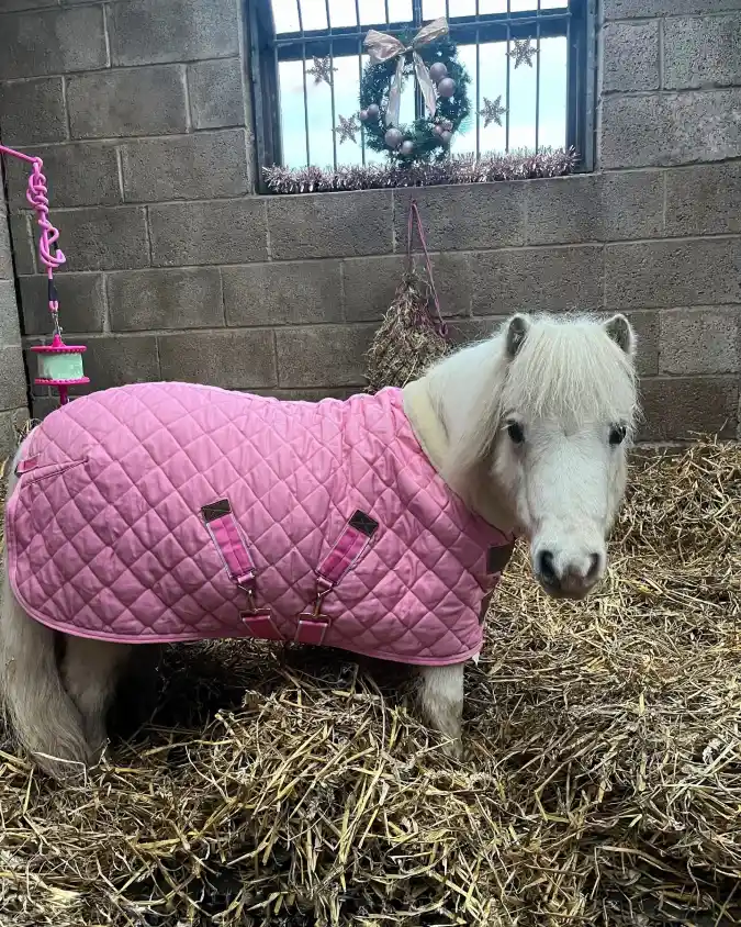 Bubblegum Pink Quilted Turnout Blanket on a White Miniature Horse