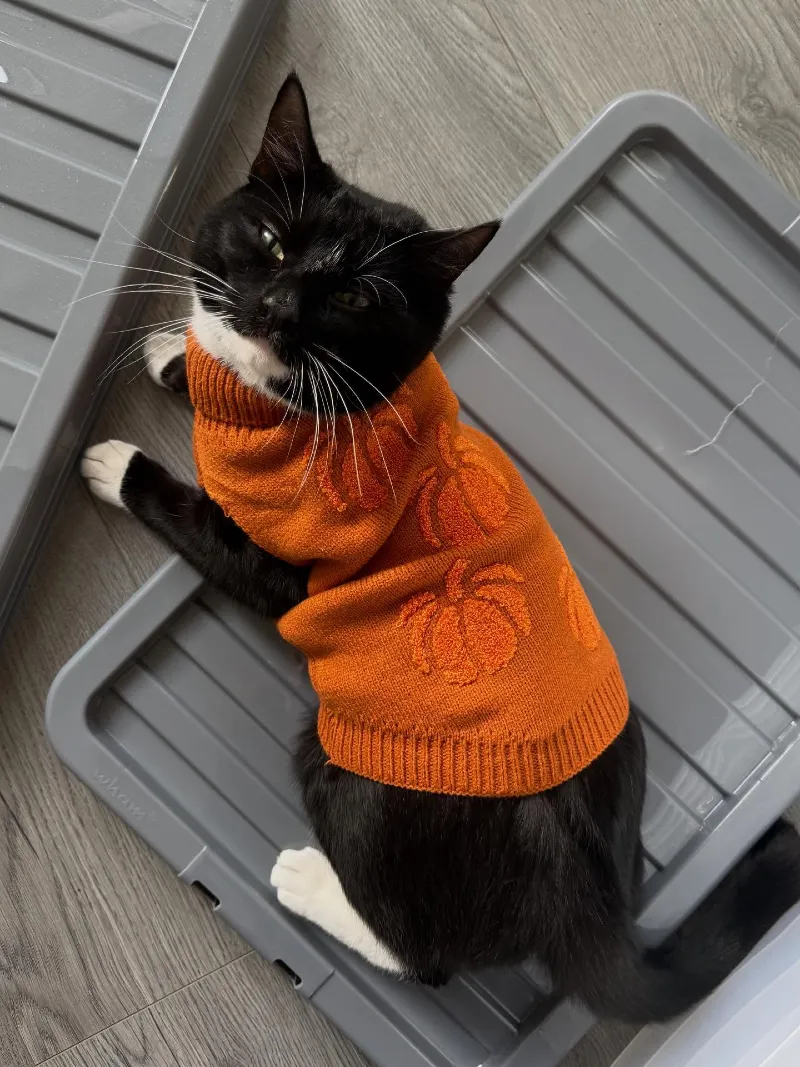 Burnt Orange Pumpkin Knit Sweater on a Tuxedo Cat