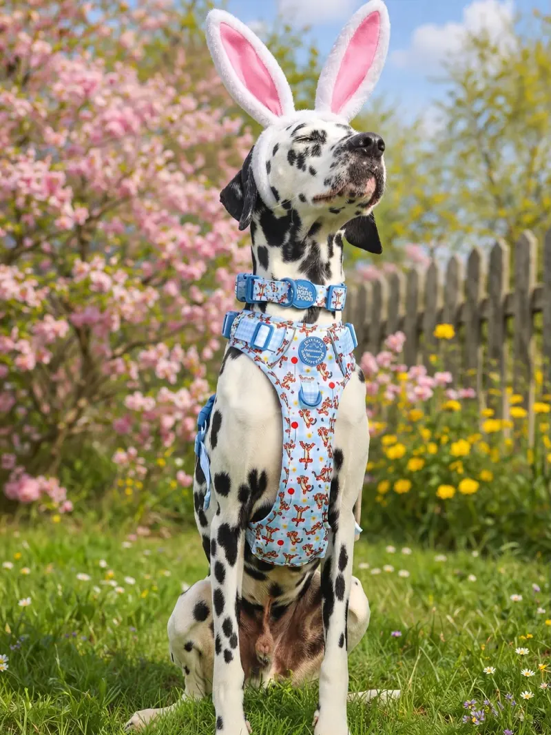 Cartoon Print Harness and Plush Bunny Ears on a Dalmatian