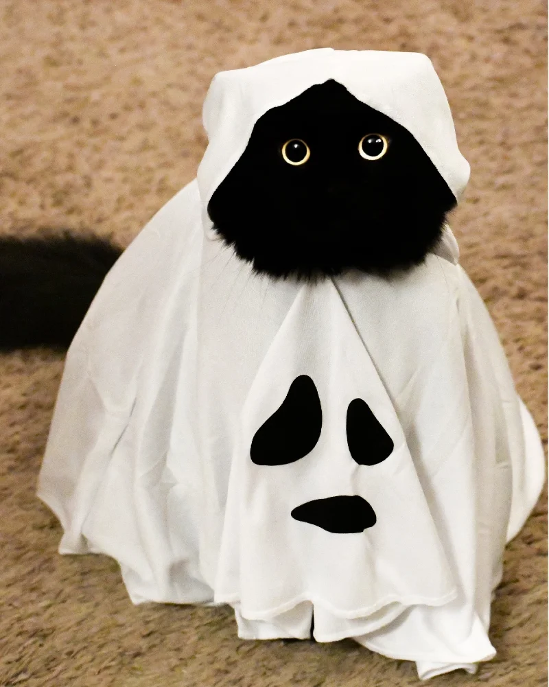 Chiffon Ghost Poncho with Hood on a Fluffy Black Cat
