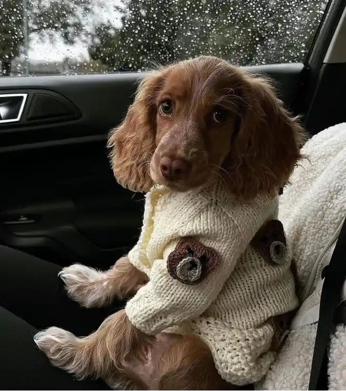 Chunky Cream Knit Cardigan with 3D Teddy Bears on a Spaniel Puppy