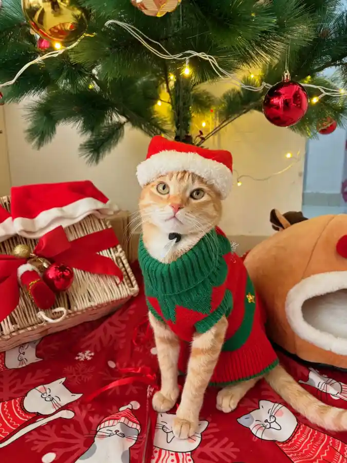 Chunky Knit Elf Sweater and Strapped Santa Hat on an Orange Tabby