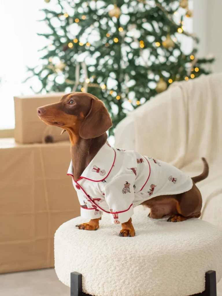 Classic Button-Up Pajama Shirt with Red Piping on a Chocolate Dachshund