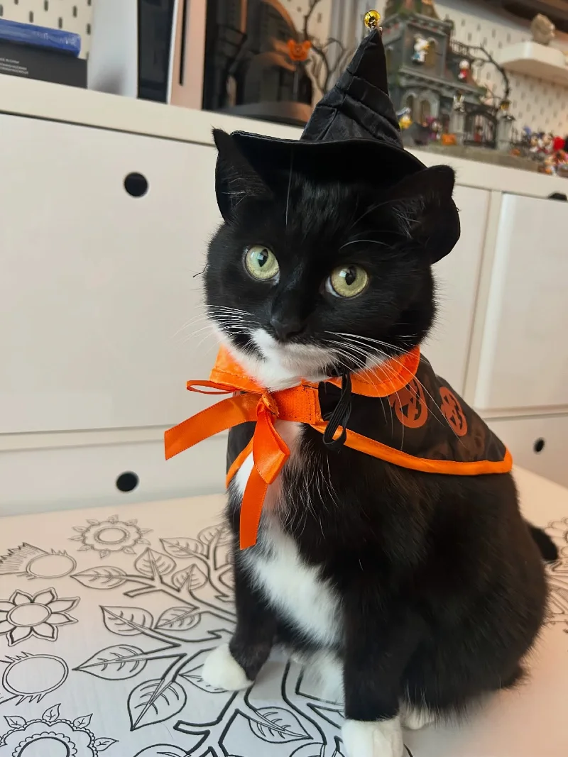 Classic Orange Pumpkin Cape and Mini Witch Hat on a Tuxedo Cat