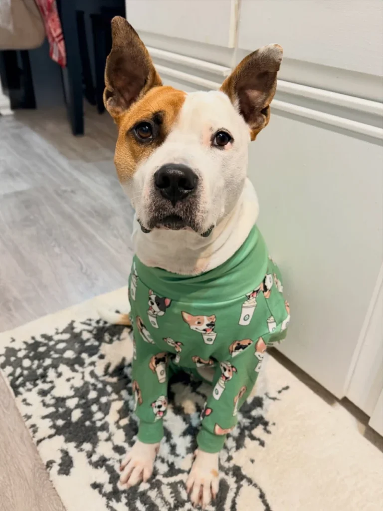 Coffee Cup and Dog Print Mint Green Pajamas on a Tan and White Mixed Breed