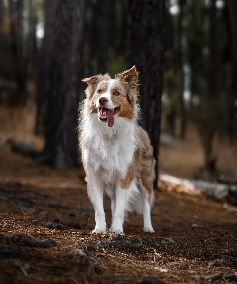 Collarless Brown and White Border Collie in a Pine Forest