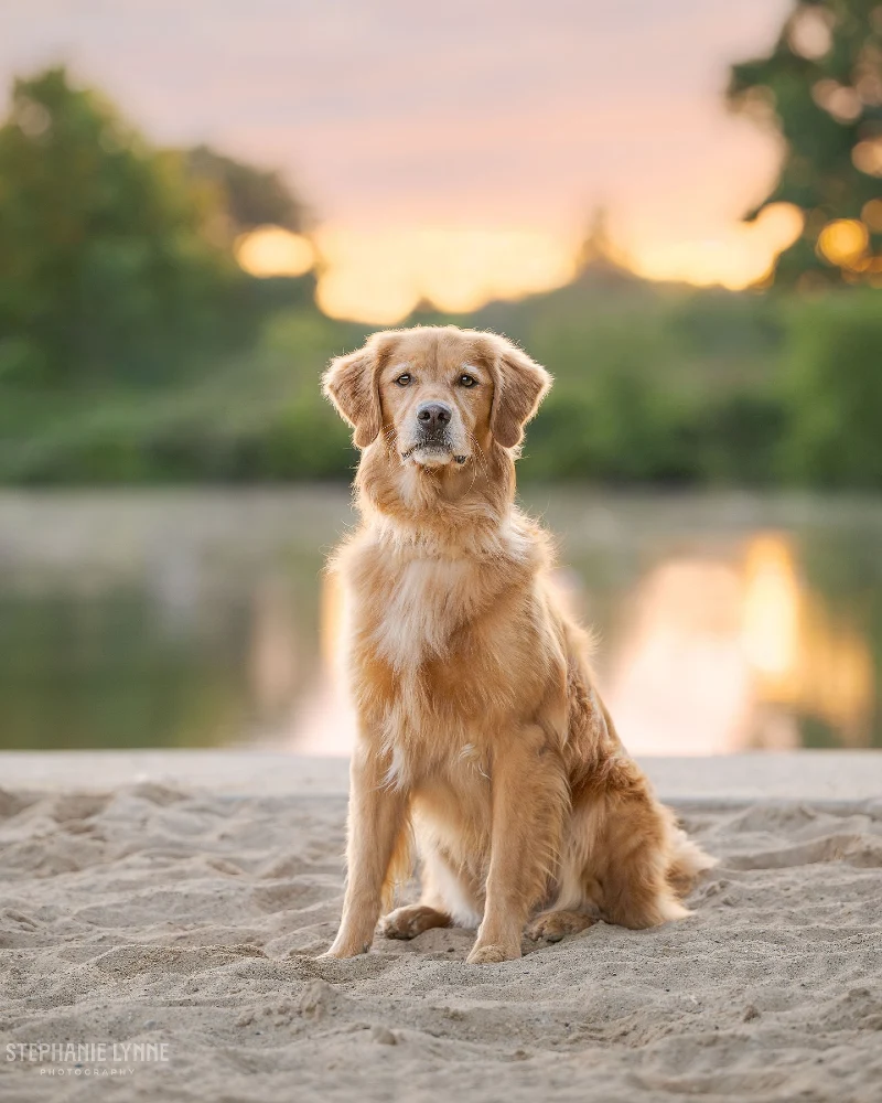 Collarless Golden Retriever on a Sandy Beach at Sunset
