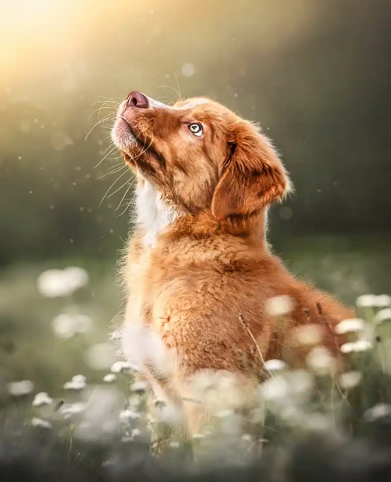 Collarless Reddish-Brown Puppy in a Field of White Wildflowers