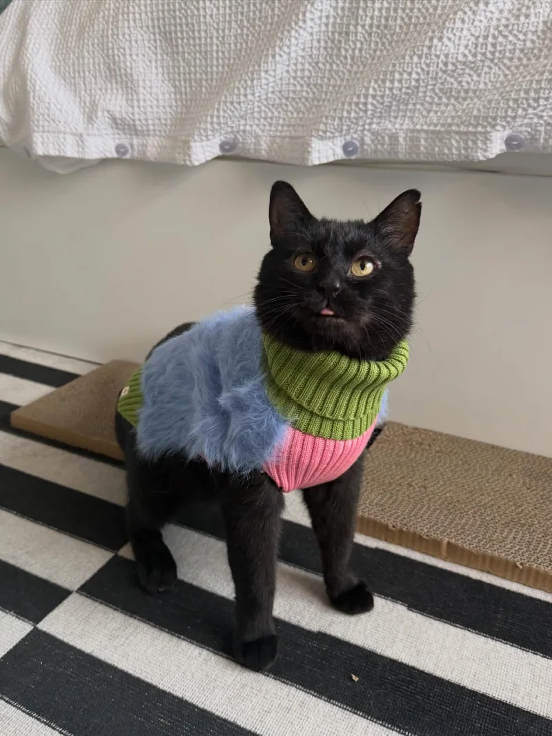 Color-Blocked Knit Sweater with Faux-Fur Panel on a Black Cat