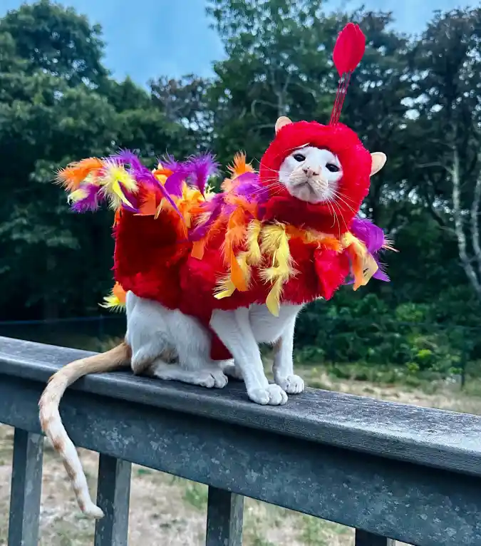 Colorful Feathered Phoenix Costume on a White and Orange Cat