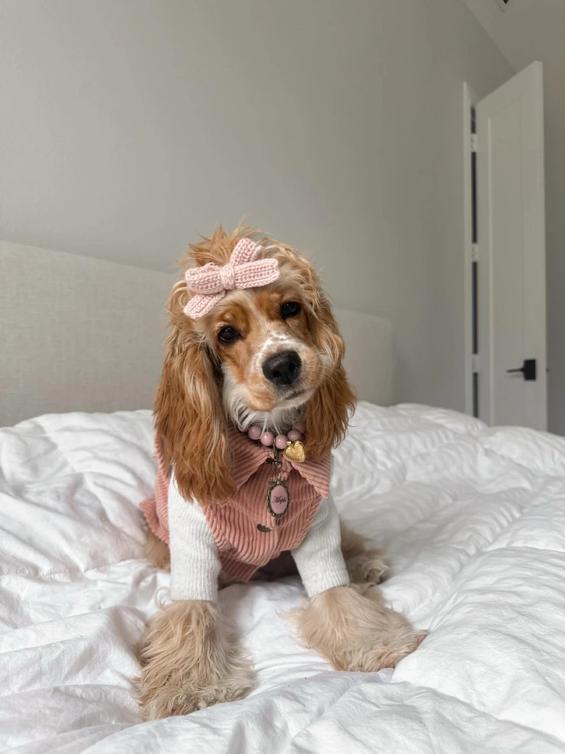 Corduroy Vest over Knit Shirt with Pink Bow on a Cocker Spaniel