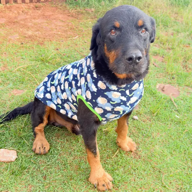 Counting Sheep Print Vest on a Rottweiler Mix