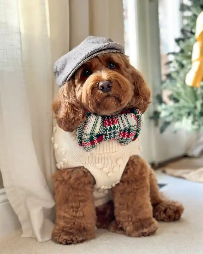 Cream Bobble Sweater with Plaid Bow Tie and Tweed Cap on a Cockapoo