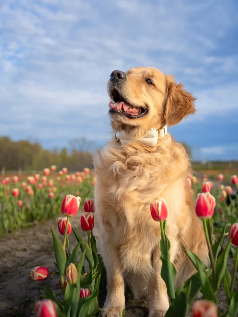 Cream Bow Tie Collar on a Golden Retriever in a Tulip Field